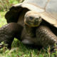A huge Galapagos tortoise looking sideways