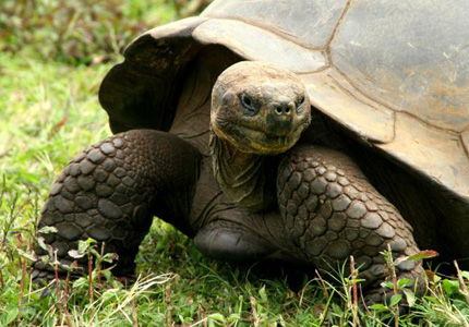 A huge Galapagos tortoise looking sideways